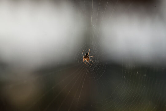 spider web spiderweb in a wood
