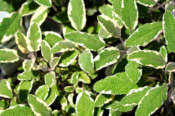 Green, white and purple leaves of variegated culinary sage in the herb garden