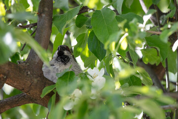 Sparrow. A small bird with gray-black plumage.
Bird on a branch
in the dense foliage of a tree