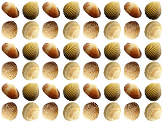 Sea shells or clam pattern with a white background. Beautiful seashell pattern.