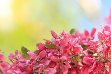 Pink flowers on a branch of a tree with green and blue background