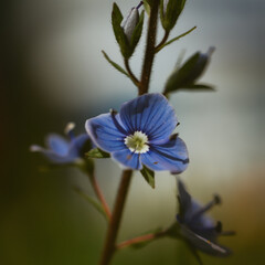 blue flower of the grass
