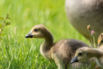 Obraz premium Baby Branta canadensis Canada Goose Gosling waterfowl feeding