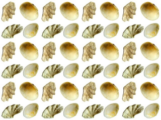 Naklejka premium Sea shells or clam pattern with a white background. Beautiful seashell pattern.