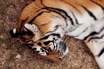 Beautiful adult stately tiger in the wild in the South African Republic
