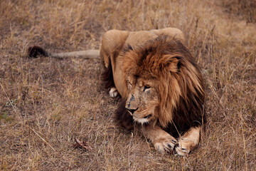 A beautiful lion in the wild growls on a hunt in the southern African Republic