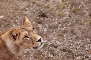 Beautiful lioness in the wild on a hunt in the Republic of South Africa