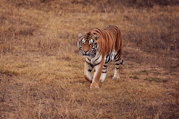 Beautiful adult stately tiger in the wild in the South African Republic