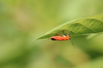 red bug on a green leaf