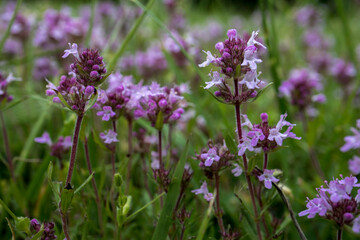 Flower of wild thyme, herb Thymus serpyllum, thyme Breckland. Garden thyme up close. Aromatic spice in cooking. Natural medicine. Nature background.