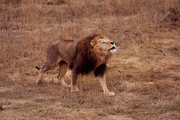 Fototapeta na wymiar Beautiful wounded lion in the wild growls on a hunt in the Republic of South Africa