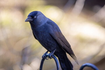 Crow (rook) close-up with blurred background