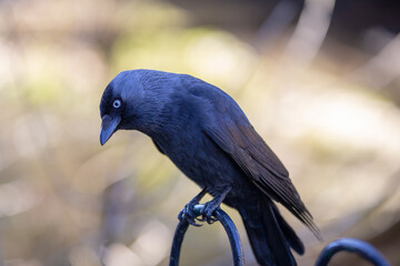 Crow (rook) close-up with blurred background