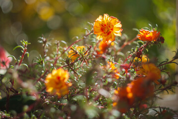 Orange flowers in the summer sun