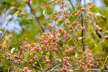 Fruit of Japanese silverberry, on the branch