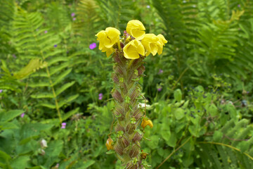 Rare Himalayan flower Pedicularis Hoffmeisteri seen during monsoon trek to Valley of Flowers National Park, unesco world heritage site in Nanda Devi Biosphere Reserve, Uttarakhand, India.Rare Himalaya