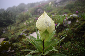 State flower of Uttarakhand, India. Saussurea obvallata (Brahma Kamal, Kon , Kapfu and vansembru)....