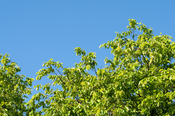branches of a common hornbeam with catkins