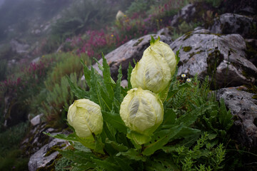 State flower of Uttarakhand, India. Bunch of Saussurea obvallata (Brahma Kamal, Kon , Kapfu and...