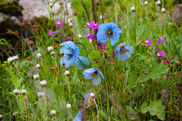 Rare Himalayan flower Blue Poppy seen with other himalayan flowers during monsoon trek to Valley of Flowers National Park, unesco world heritage site in Nanda Devi Biosphere Reserve,Uttarakhand,India.