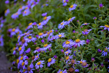 Fototapeta premium Himalayan flower Aster Albescens (Fading Himalayan Aster, Lilac Himalayan Aster, Aster Linnaeus) in bunch. Monsoon in Valley of Flowers National Park,a unesco world heritage site in Uttarkhand, India.