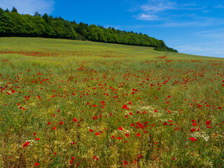 Poppy Field near Guildford Surrey England