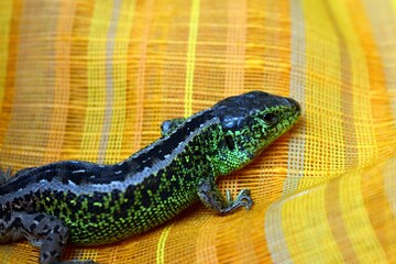 Jaszczurka zwinka.  © ARTUR