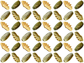 Sea shells or clam pattern with a white background. Beautiful seashell pattern.