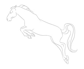 horse vector illustration, line drawing, vector