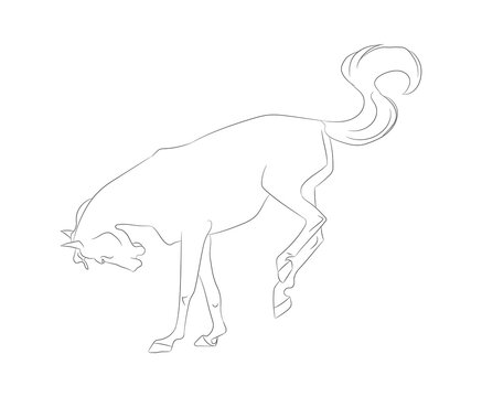 horse vector illustration, line drawing, vector