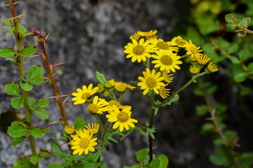 Yellow Himalayan Flower Senecio Laetus(Ragwort, Zerjum) blooming in bunch with green bokeh background. Captured at Saraswati river during trip to last indian village Mana in Uttarkhand,India.