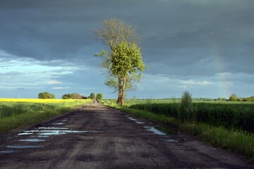 Pole rzepaku przy drodze. 
