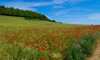 Poppy Field near Guildford Surrey England
