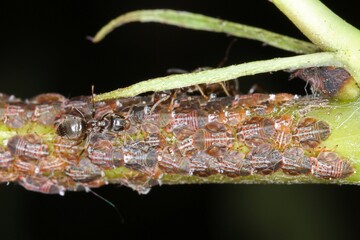 Cacopsylla pyri (pear psylla, European pear sucker) Psyllidae, tended by black garden ants.
