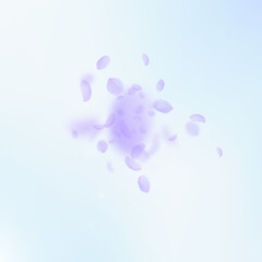 Violet flower petals falling down. Admirable roman