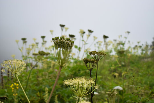 Himalayan flower/plant Heracleum candicans in abundance during monsoon in the Valley of Flowers National Park. It's a Unesco world heritage site in Nanda Devi Biosphere Reserve, Uttarakhand, India