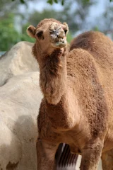 Foto op Plexiglas Camel at San Diego Zoo © Ian