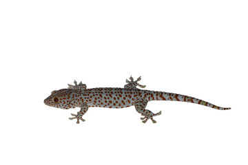 leopard gecko on white