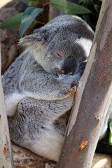 Koala bear at San Diego Zoo
