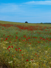 Poppy Field near Guildford Surrey England