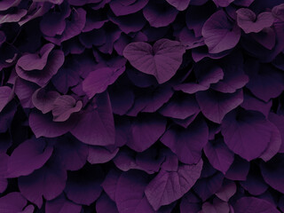 Purple background of ivy leaves growing on the wall