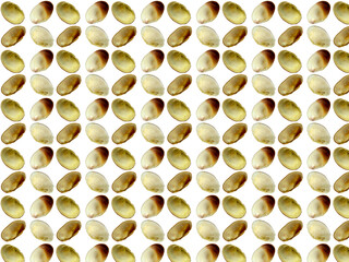 Sea shells or clam pattern with a white background. Beautiful seashell pattern.