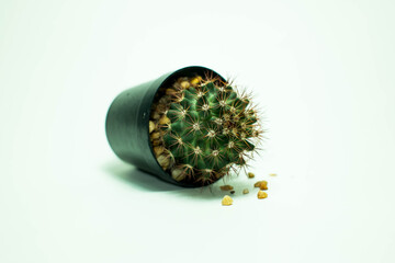 Cactus that is used for both exterior and interior decoration.
