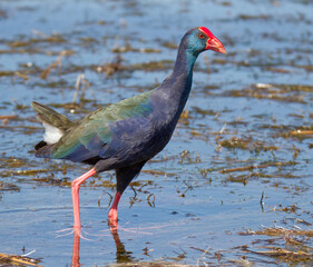 African Purple Swamp Hen walking in marshy water South 
africa