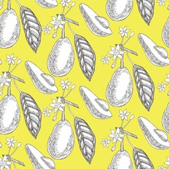 Avocado seamless pattern  on a yellow background. Botanical illustrations in the engraving style.Tropical plant.