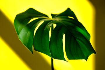 Fototapeta na wymiar Monstera leaves decorating for composition design.Monstera deliciosa leaf or Swiss cheese plant in pot tropical leaves background. Stylish and minimalistic urban jungle interior