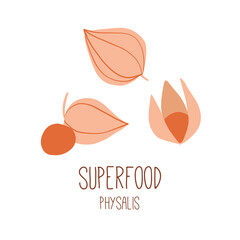 Physalis flowers. Illustration of branch with Goldenberry plants