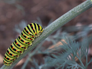 Green caterpillar with orange spots on green stick. Wildlife photo.