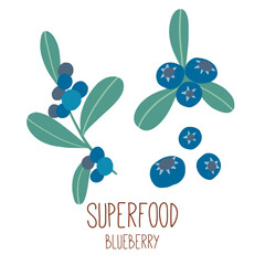 Blueberry. Illustration of branch with berries and leaves