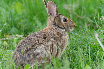 Naklejka na ściany i meble Eastern Cottontail sits, perked up in the grass